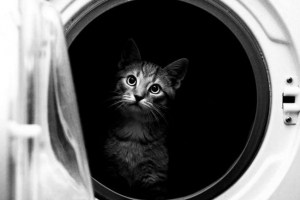 Prebivalci povpraševanja kuzbas od oblasti, da bi kaznovali človeka, ki je ubil mačko v pralnem stroju